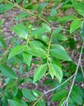 Calyptropsidium sartorianum